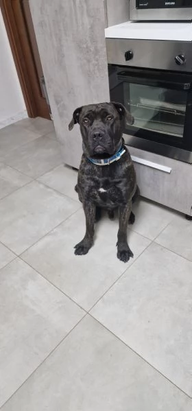 REGALO CANE CORSO | Foto 0