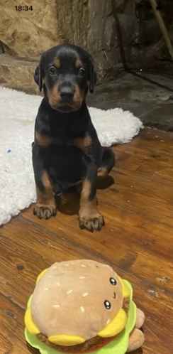 Meravigliosi cuccioli di dobermann