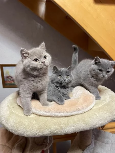 Cuccioli British shorthair