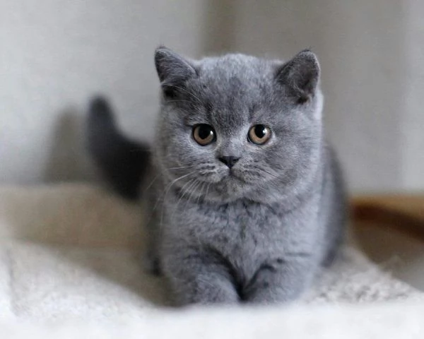 British shorthair