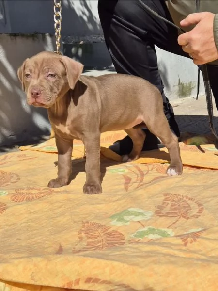 Cucciola di American Pitbull Terrier 