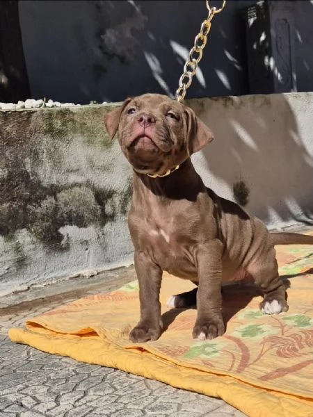 Cucciola di American Pitbull Terrier  | Foto 2