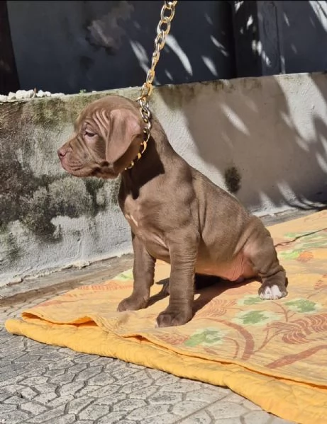 Cucciola di American Pitbull Terrier  | Foto 1