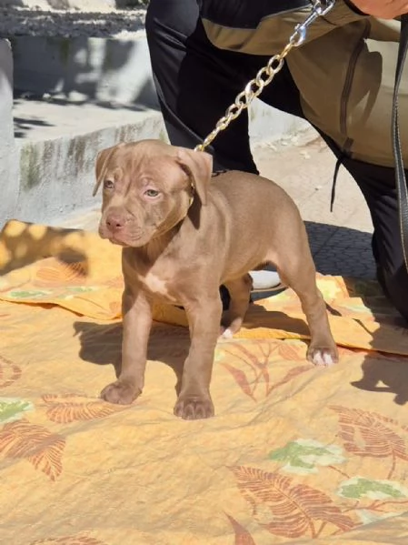 Cucciola di American Pitbull Terrier  | Foto 0