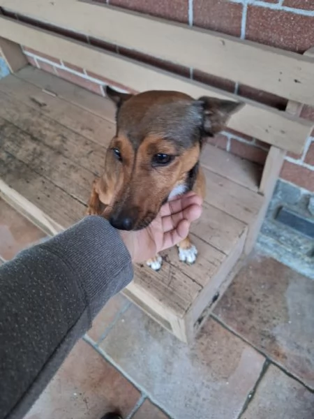 Regalo cane di piccola taglia