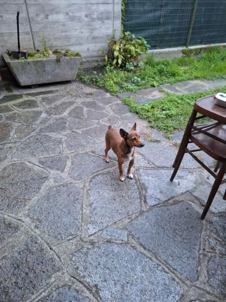 Regalo cane di piccola taglia | Foto 1
