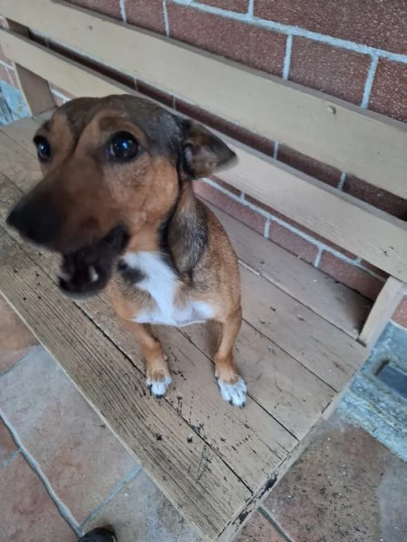 Regalo cane di piccola taglia | Foto 0