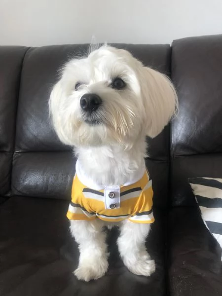 Vendita cucciolo Cuccioli di maltese 
