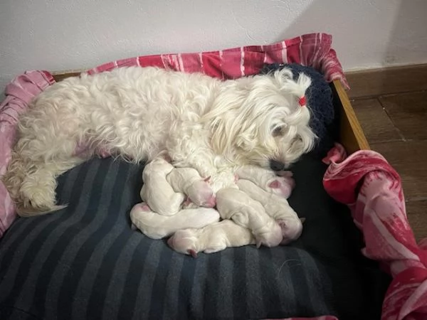 Vendita cucciolo Cuccioli di maltese  | Foto 1