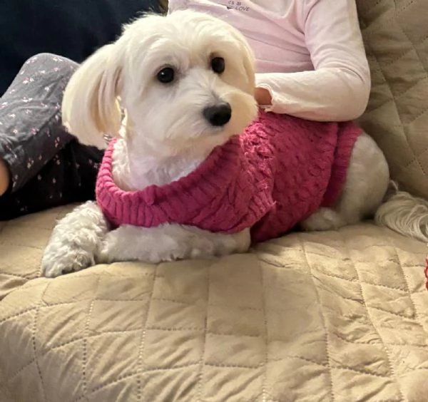 Vendita cucciolo Cuccioli di maltese  | Foto 0