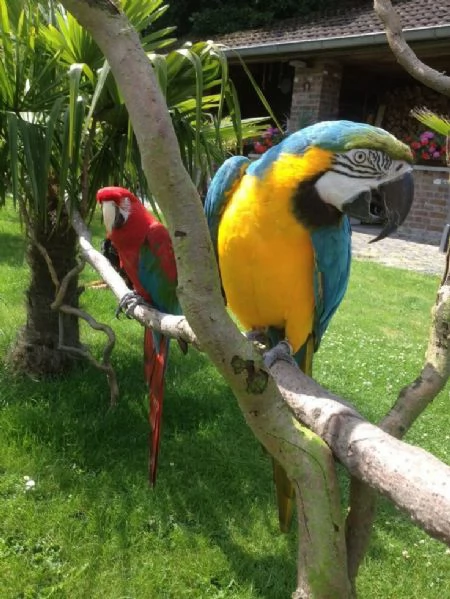 Pappagalli e uova di pappagallo fertili | Foto 0