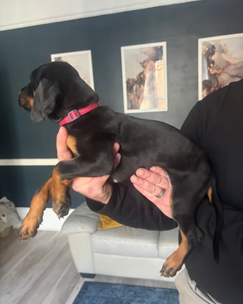 Due cuccioli di Dobermann pronti oggi | Foto 0