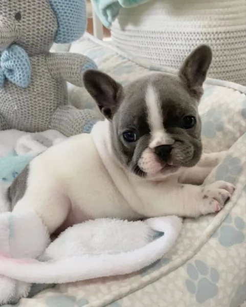 Cuccioli di bulldog francese per amanti dei bulldog francesi! | Foto 4