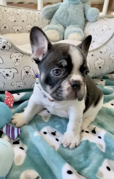 Cuccioli di bulldog francese per amanti dei bulldog francesi!