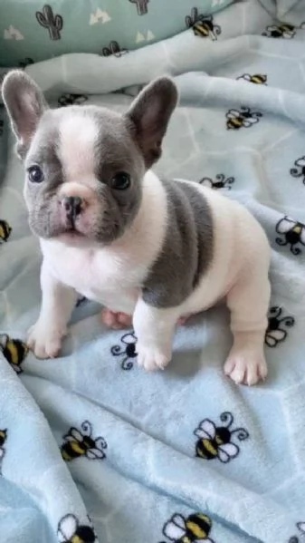 Cuccioli di bulldog francese per amanti dei bulldog francesi! | Foto 1