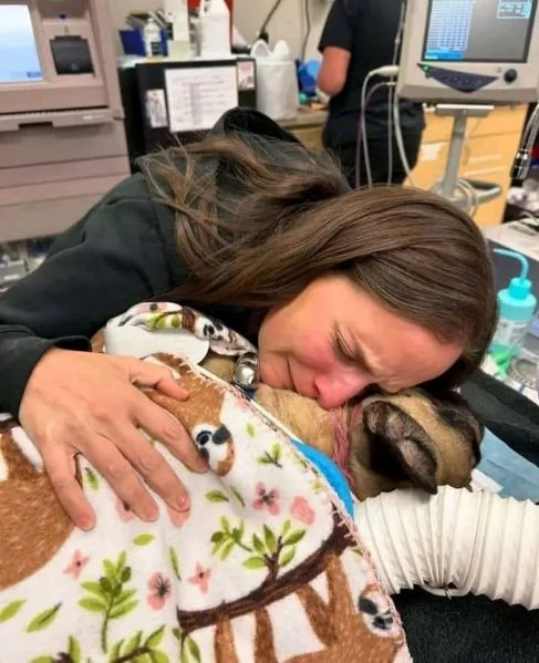 Cuccioli di bulldog francese per amanti dei bulldog francesi! | Foto 0