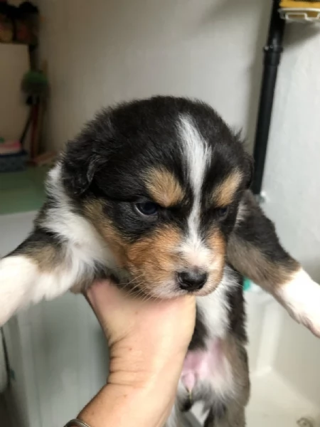 Cuccioli Pastore Australiano | Foto 2