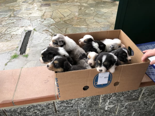 Cuccioli Pastore Australiano | Foto 1
