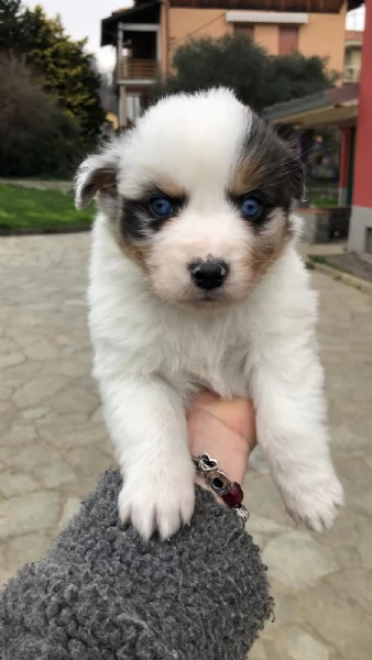 Cuccioli Pastore Australiano | Foto 0