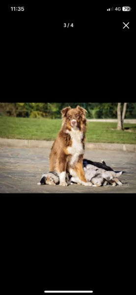 Cuccioli Pastore Australiano
