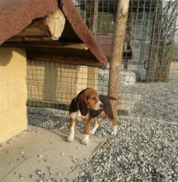 Beagle tricolore cuccioli | Foto 3