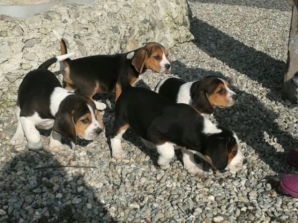 Beagle tricolore cuccioli | Foto 2