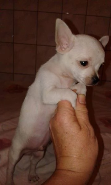 Chihuahua toy maschietto | Foto 0