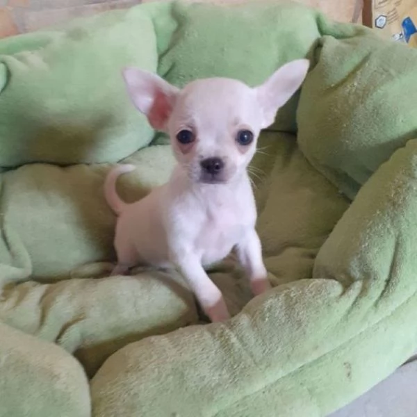 Chihuahua toy maschietto