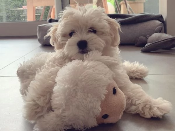 Maltipoo toy cuccioli | Foto 2