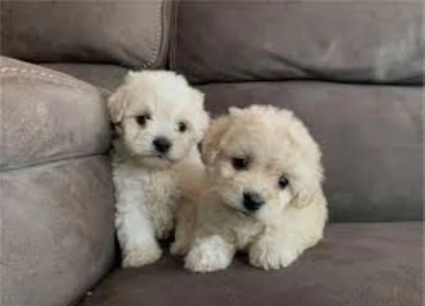 Maltipoo toy cuccioli