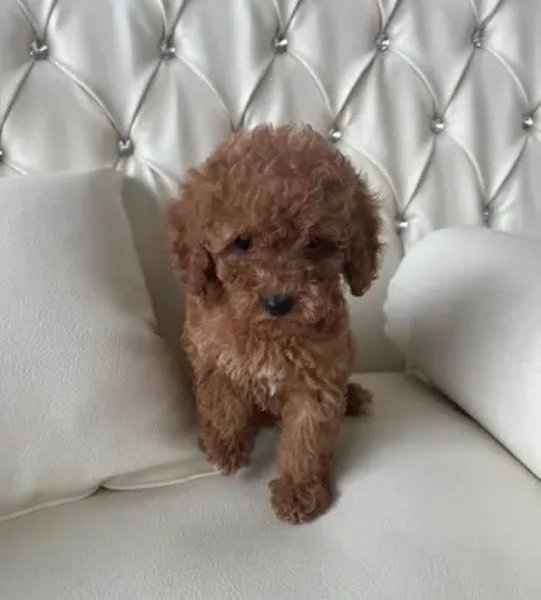 Barboncina toy albicocca | Foto 1