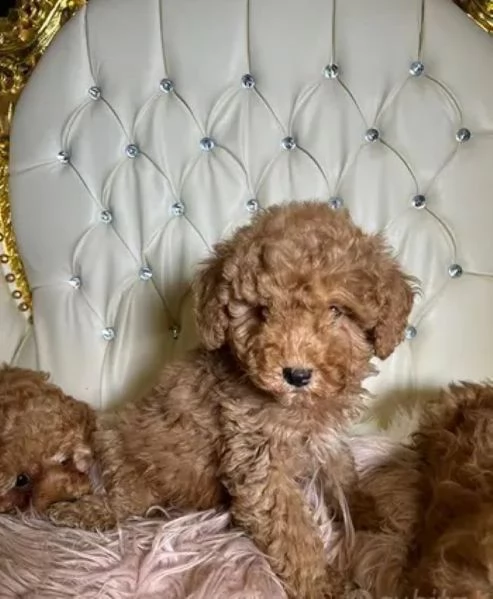 Barboncina toy albicocca | Foto 0