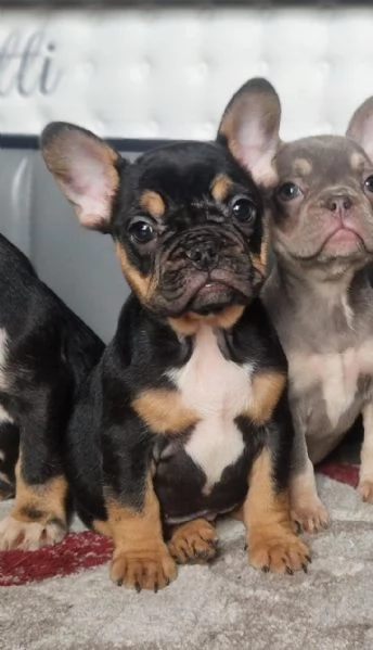 Bouledogue Francese maschietto  | Foto 0