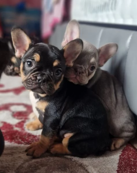 Bouledogue Francese maschietto 