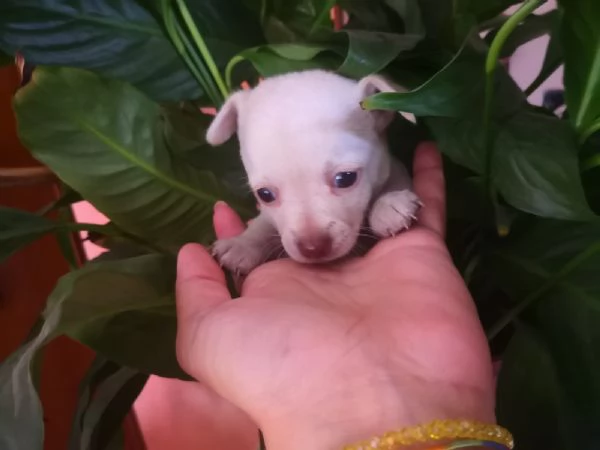 Chihuahua toy maschietto | Foto 0