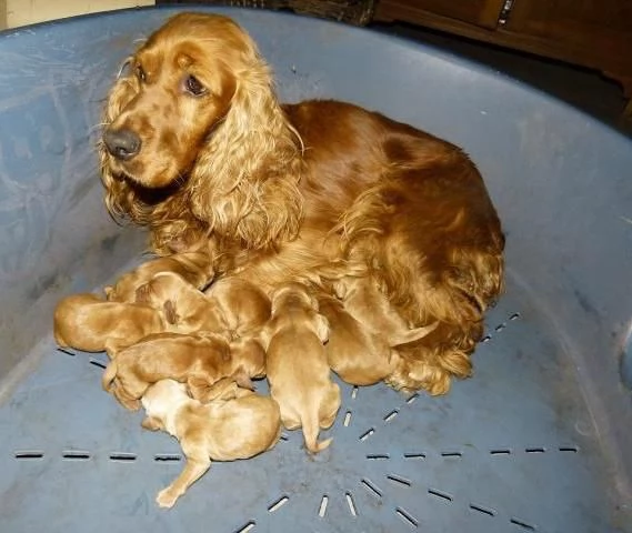 Cocker Spaniel cuccioli | Foto 0