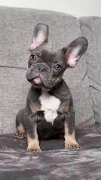 Bouledogue Francese maschietto | Foto 1