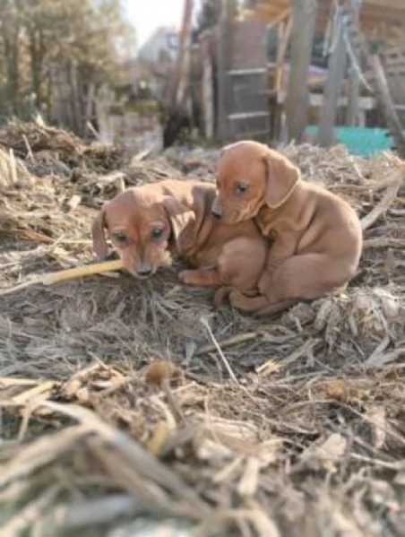 Bassotto nano cuccioli | Foto 1