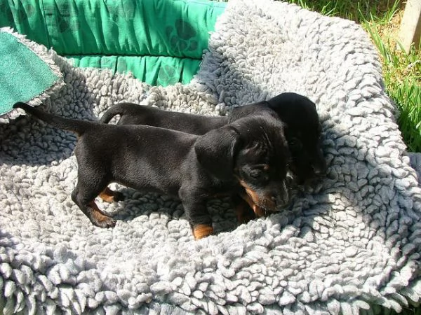 Bassotto nano cuccioli