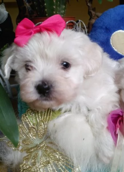 Maltipoo toy cuccioli