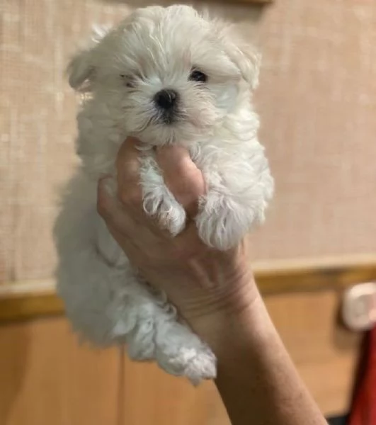 Maltipoo toy cuccioli | Foto 0
