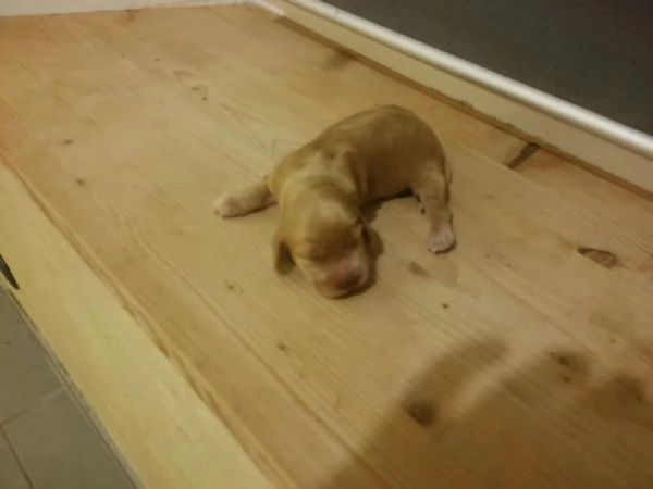 Cocker Spaniel cuccioli | Foto 0