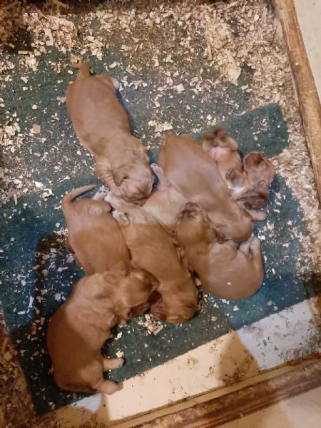 Cocker Spaniel cuccioli | Foto 0