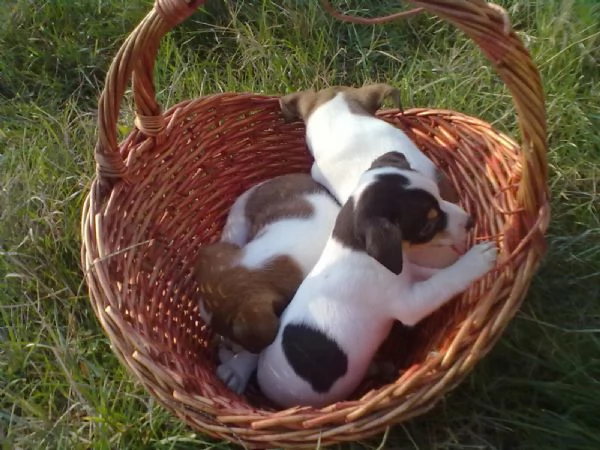 Jack Russell maschietti | Foto 0