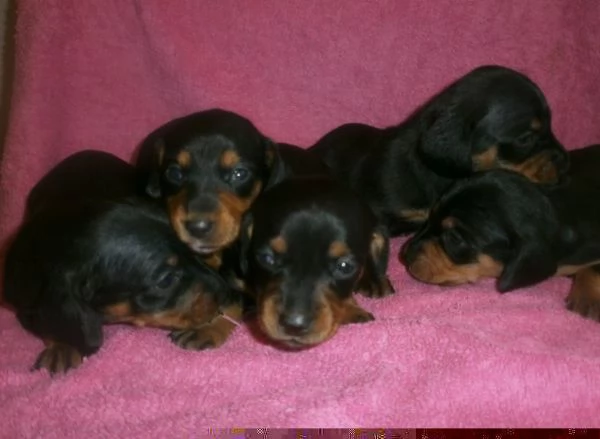 Bassotto nano cuccioli vari colori