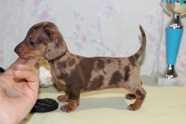 Bassotto nano cuccioli vari colori | Foto 1