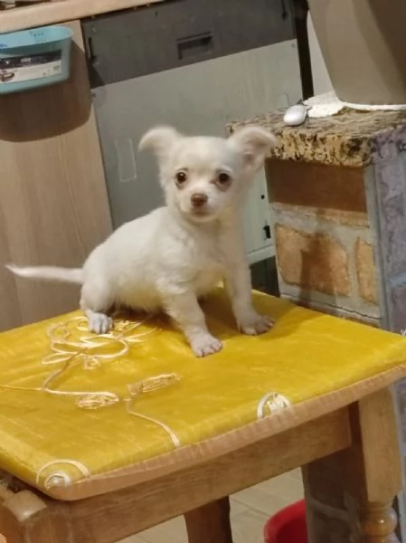 Chihuahua maschietti