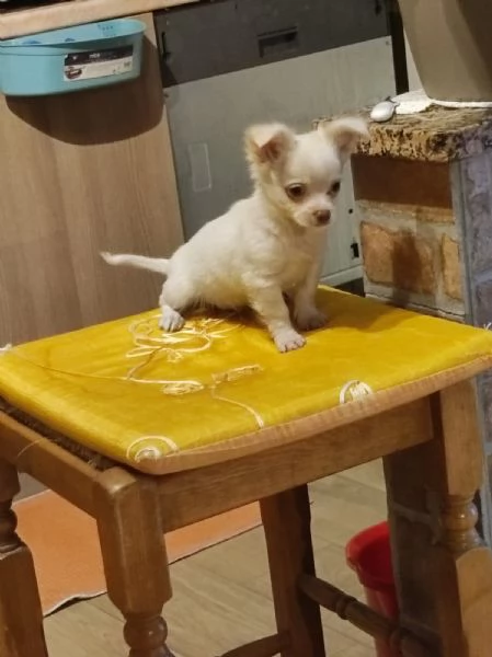 Chihuahua maschietti | Foto 2