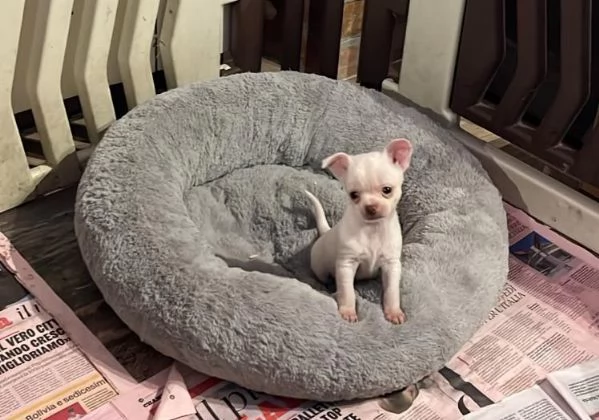 Chihuahua maschietti | Foto 0