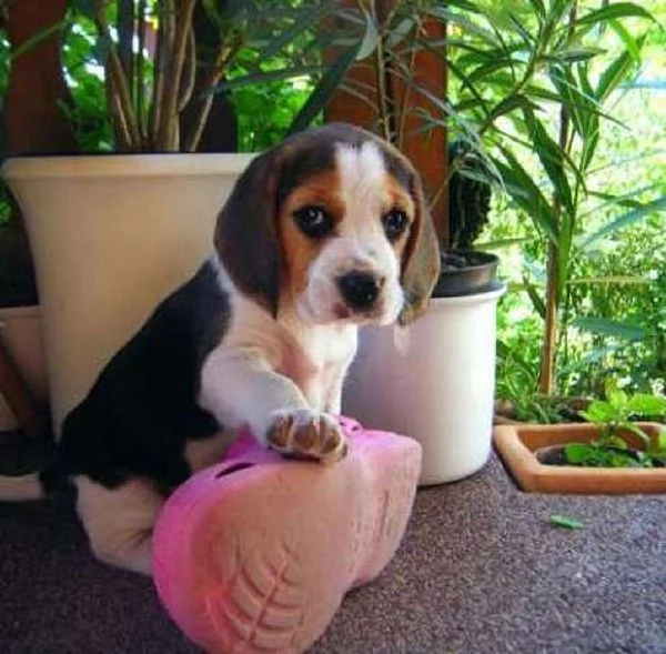 Beagle tricolore cuccioli | Foto 3